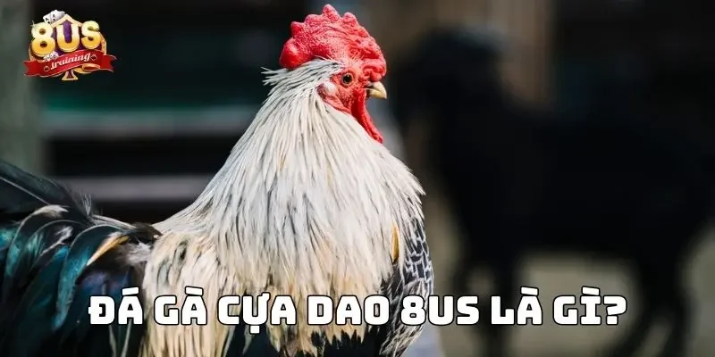 Đá gà cựa dao 8US là gì?