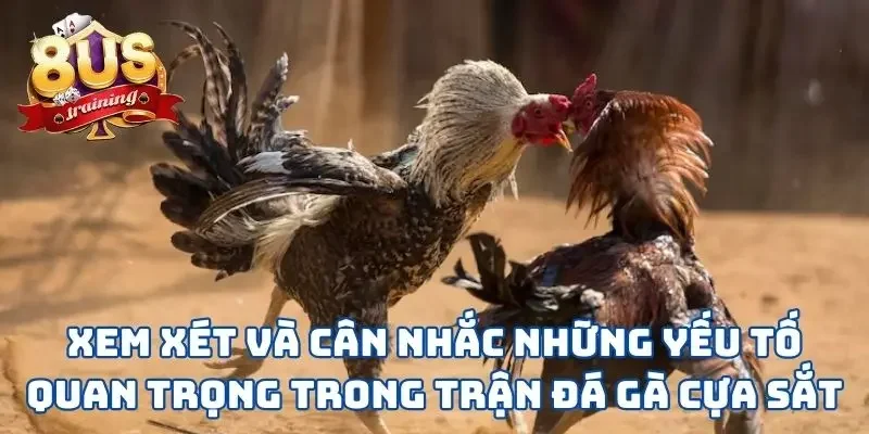 Xem xét và cân nhắc những yếu tố quan trọng trong trận đá gà cựa sắt