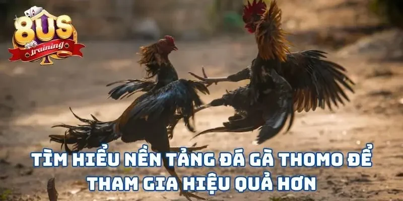 Tìm hiểu nền tảng đá gà Thomo để tham gia hiệu quả hơn